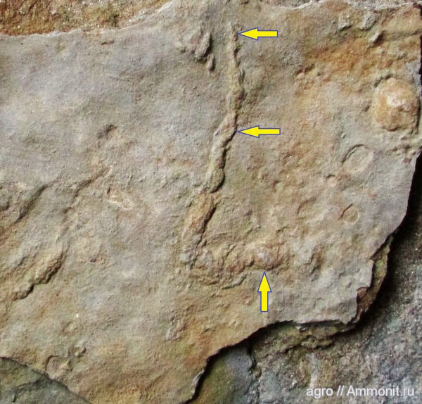 венд, эдиакарий, ediacaran organisms