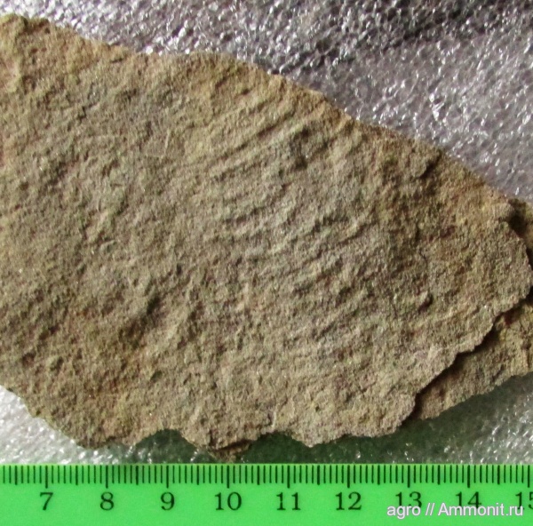 венд, эдиакарий, ediacaran organisms