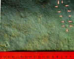 Charniodiscus
