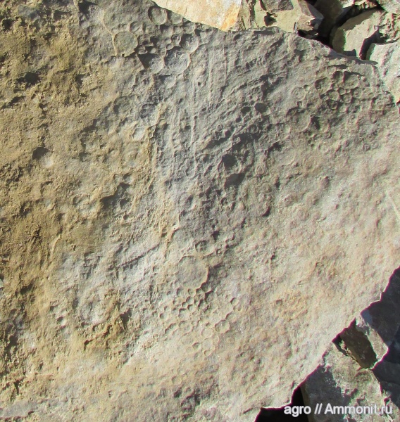 венд, Charnia, ediacaran organisms, Charnia masoni