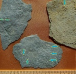 Palaeopascichnus