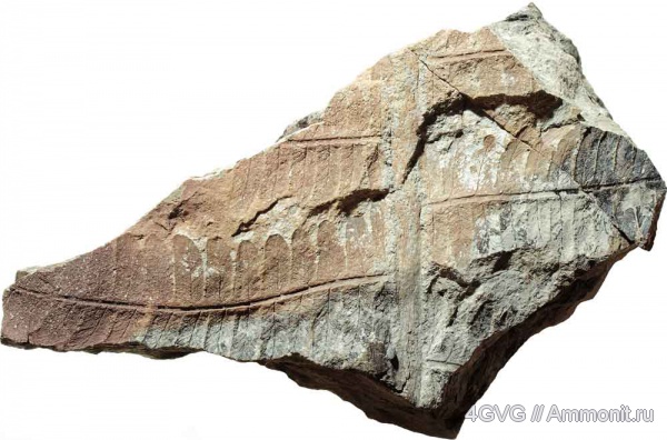 триас, Triassic
