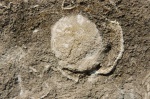 Коралл Ругоза