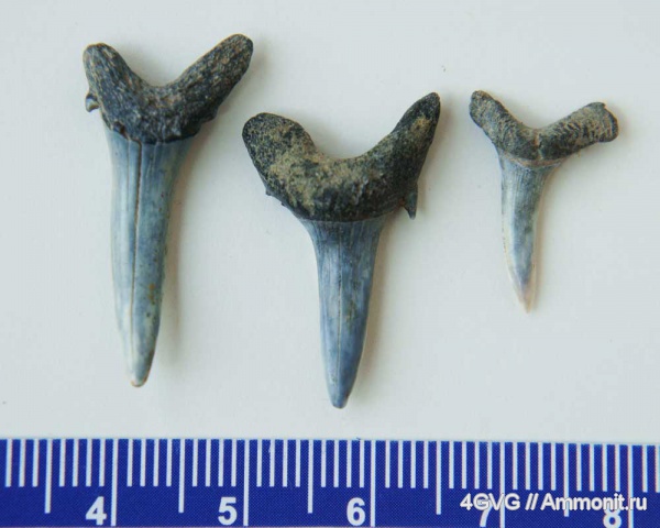 Striatolamia macrota