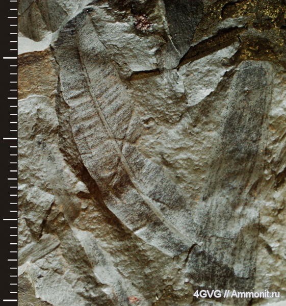 Taeniopteris
