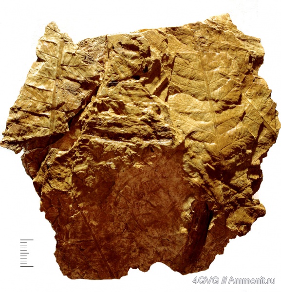 триас, мезозой, Cladophlebis, Triassic