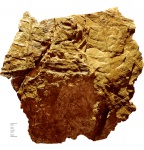 Папоротник Cladophlebis
