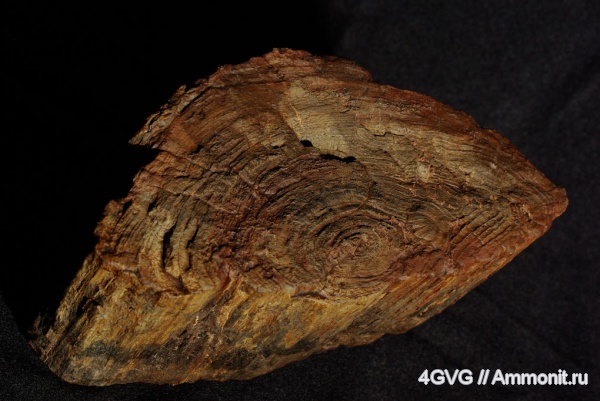 триас, мезозой, Triassic