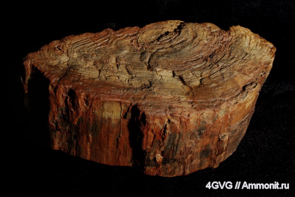 триас, мезозой, Triassic