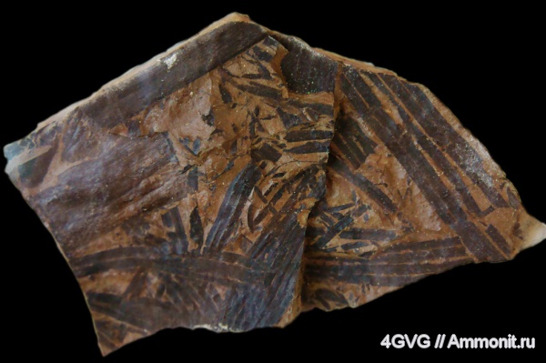 триас, Pteridophyta, Equisetopsida, Schizoneura grandifolia, Triassic