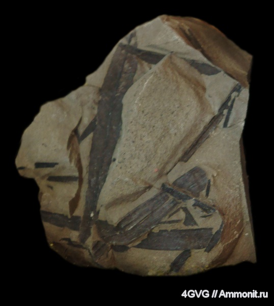 триас, Taeniopteris, Gymnospermae, Gycadophyta, Triassic