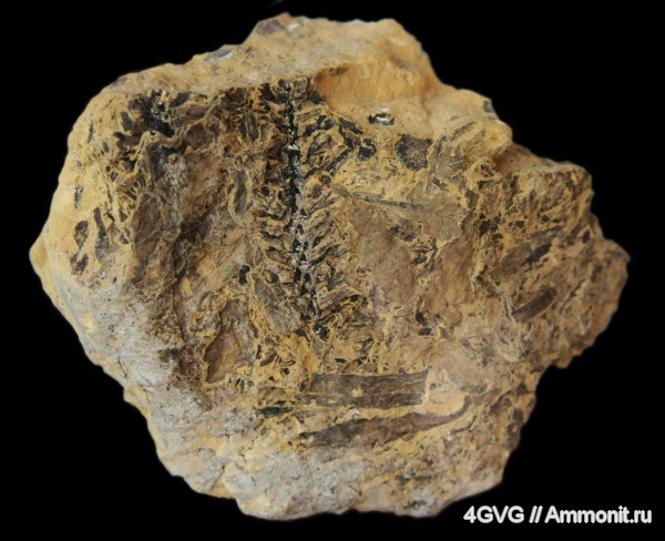 триас, Triassic