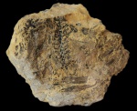 Копейский краеведческий музей. Шишка Antholites (?)**  Krascheninnicova