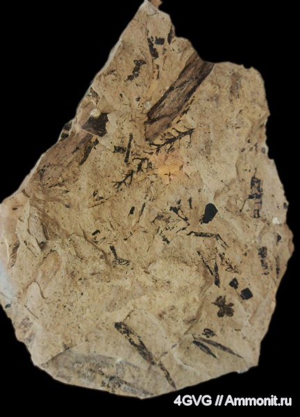 триас, Triassic