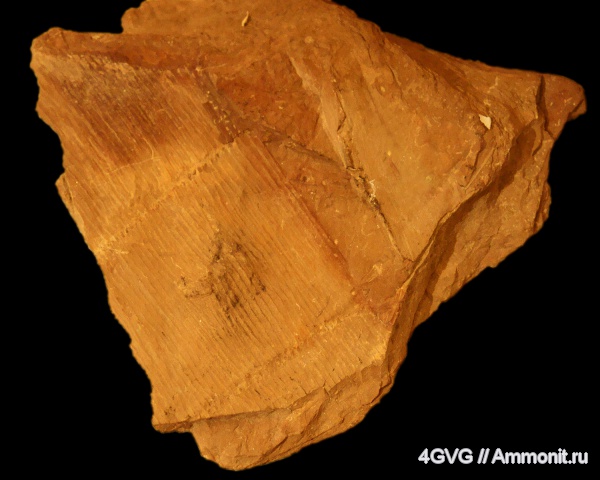 триас, Neocalamites, Копейск, Triassic