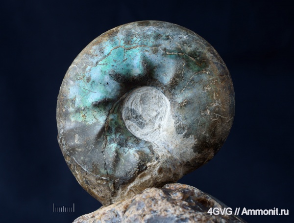 юрский период, волжский ярус, мезозойская эра, Volgian, Jurassic