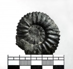 Acuticostites 2