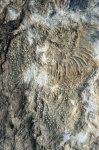 Коралл Heliolites