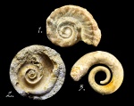 формы сохранности Euomphalus