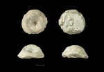 Часть стебля морской лилии Cyclocrinus (Acrochordocrinus).