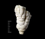 Морская лилия Moscovicrinus