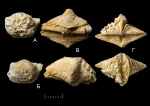 Epizoans на раковинах гжельских брахиопод