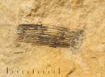 Фрагменты гжельских рыб. Перистая чешуйка Listracanthus sp.