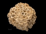 Колония Actinocyathus