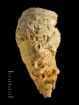 Aulopora на ругозе Bothrophyllum