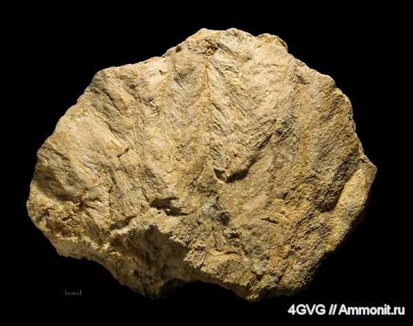 Chaetetes, каменноугольный период, Московская область, московский ярус, Chaetetes pinnatus