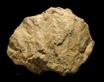 Chaetetes sp. пиннатоидной формы