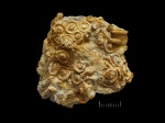 гжельский Archaeocidaris sp.
