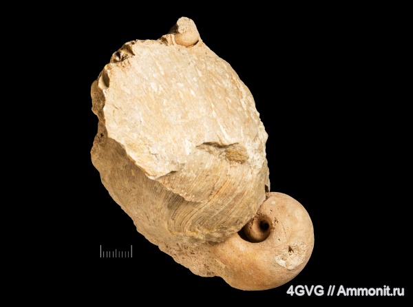 Chaetetes, хететиды, Chaetetidae