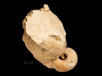 Chaetetes, обрастающий раковину Bellerophon sp.