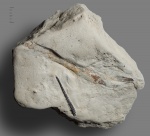 Ихтиодорулит и Sphenothallus (?)