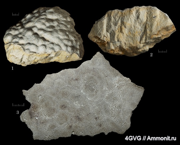 Chaetetes, каменноугольный период, хететиды, Chaetetidae