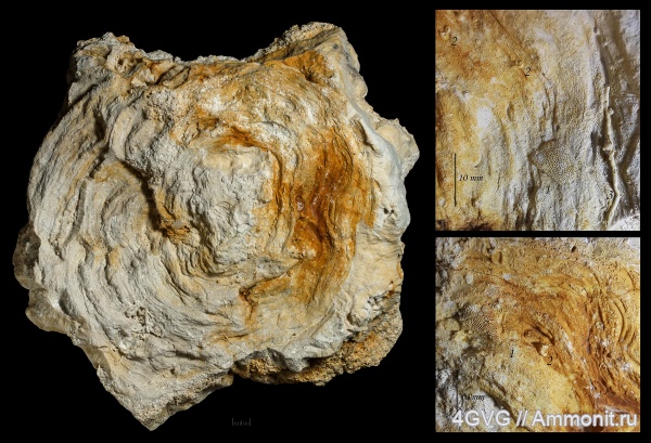 Chaetetes, средний карбон, хететиды, Chaetetidae