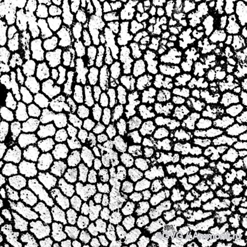 Chaetetes, каменноугольный период, хететиды, Chaetetidae