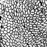 Chaetetes pinnatus Sok.