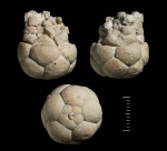Mooreocrinus geminatus (Trd.)
