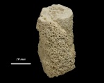 Фрагмент губки Protoleucon pavlovi Bolkh.