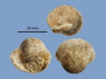 Раковина Bellerophon sp. из среднего карбона Подмосковья