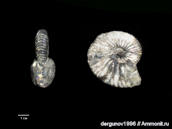 Speetoniceras, Hauterivian