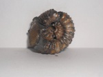 Аммонит Speetoniceras versicolor