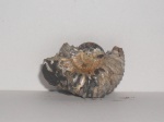 Simbirskites