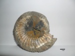 Speetoniceras versicolor
