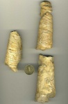 Nautiloidea