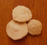 discocyclina