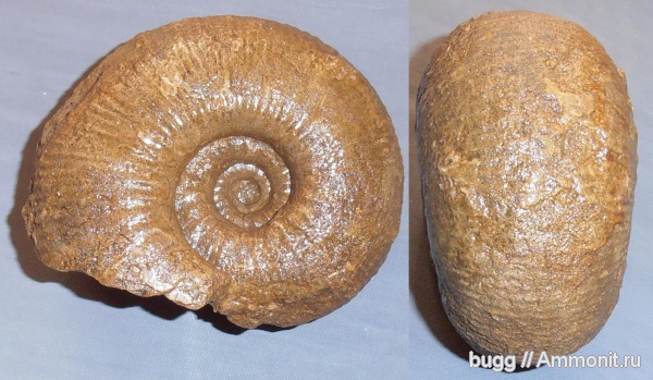 мел, готерив, баррем, нижний баррем, Верхоречье, astieridiscus, Cretaceous, Astieridiscus morleti
