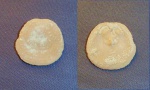 Craniida